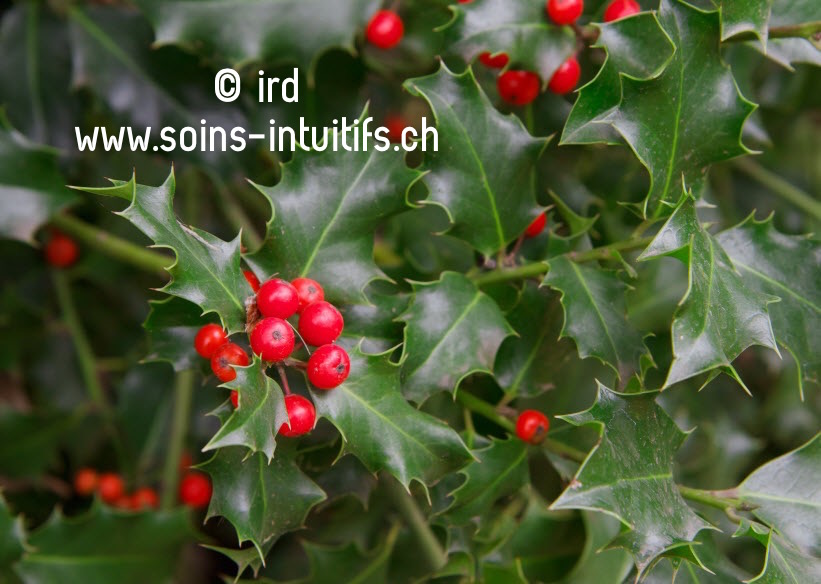 Elixir floral : Holly (houx – ilex aquifolium)